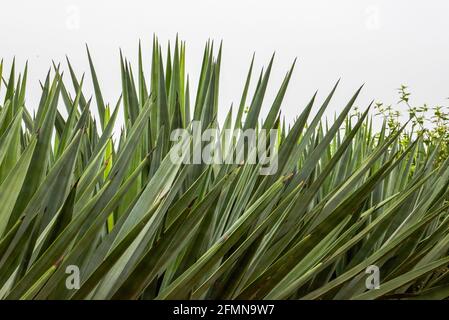 Nahaufnahme eines scharfen, dichten Sisalwaldes Stockfoto