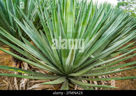 Nahaufnahme eines scharfen, dichten Sisalwaldes Stockfoto