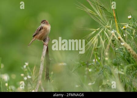 Zitting Cisticola (Cisticola juncidis) kleiner Vogel hoch oben in grünem Grünlandlebensraum in Portugal, Europa. Stockfoto