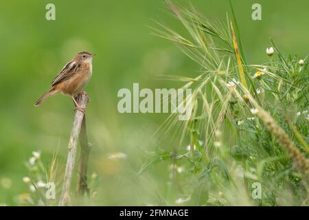 Zitting Cisticola (Cisticola juncidis) kleiner Passerinvogel, der in grünem Grünlandlebensraum hoch oben steht. Portugal, Europa Stockfoto