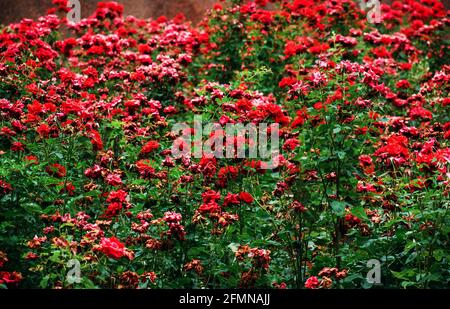 Im Blumengarten gibt es viele blühende rote Rosen. Einige von ihnen sind verblasst und verdorrt. Stockfoto