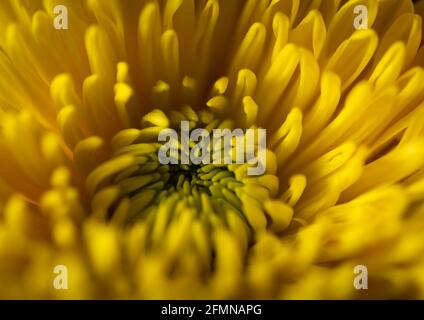 Gelbe Chrysantheme , Nahaufnahme Detail, Makro Stockfoto