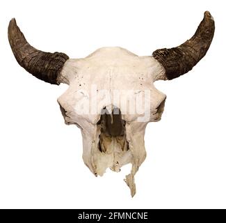 Bull Skull isoliert auf weißem Hintergrund. Europäischer Bison-Schädel, Jagdtrophäe auf weißem Hintergrund Bison bonasus Stockfoto