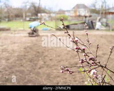 Rosafarbene Knospen auf Pfirsichbaumknospen und gepflügter Garten Hintergrund im Dorf am Frühlingstag (Fokus auf die Zweige im Vordergrund) Stockfoto