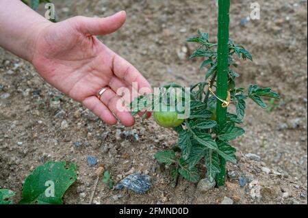 Die Hand eines Landwirts, der sich um Jungpflanzen kümmert. Stockfoto