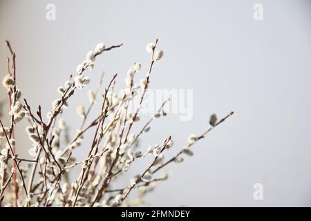 Der Frühling versiegelt Pflanzen auf weißem Hintergrund. Draufsicht. Hochwertige Fotos Stockfoto