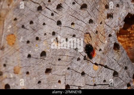 Wilde Biene im Sonnenlicht baut ein Nest in der Löcher eines alten Baumstammes Osmia cornuta gehörnte Maurer Biene Stockfoto