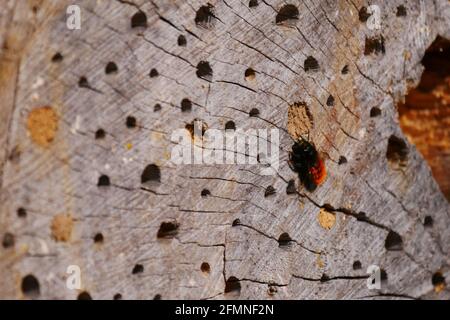 Wilde Biene im Sonnenlicht baut ein Nest in der Löcher eines alten Baumstammes Osmia cornuta gehörnte Maurer Biene Stockfoto