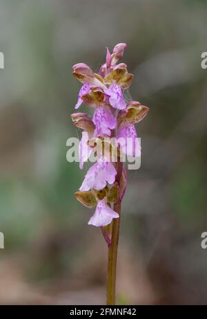 Orchis spitzelii subsp. Cazorlensis, Orchis Cazorlensis, seltene Wildorchidee, Andalusien, Südspanien. Stockfoto