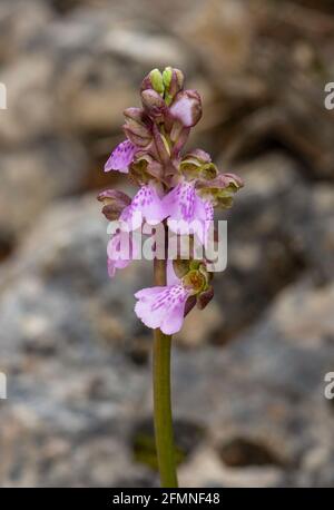 Orchis spitzelii subsp. Cazorlensis, Orchis Cazorlensis, seltene Wildorchidee, Andalusien, Südspanien. Stockfoto