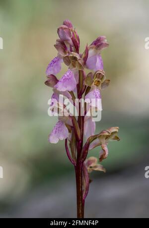 Orchis spitzelii subsp. Cazorlensis, Orchis Cazorlensis, seltene Wildorchidee, Andalusien, Südspanien. Stockfoto