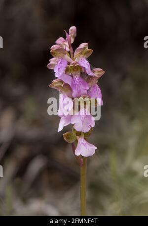 Orchis spitzelii subsp. Cazorlensis, Orchis Cazorlensis, seltene Wildorchidee, Andalusien, Südspanien. Stockfoto