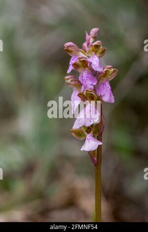 Orchis spitzelii subsp. Cazorlensis, Orchis Cazorlensis, seltene Wildorchidee, Andalusien, Südspanien. Stockfoto