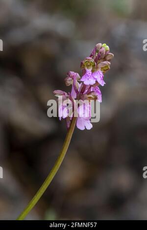 Orchis spitzelii subsp. Cazorlensis, Orchis Cazorlensis, seltene Wildorchidee, Andalusien, Südspanien. Stockfoto