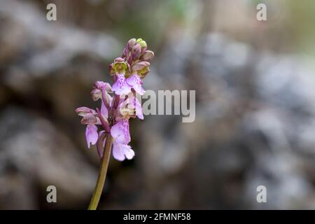 Orchis spitzelii subsp. Cazorlensis, Orchis Cazorlensis, seltene Wildorchidee, Andalusien, Südspanien. Stockfoto