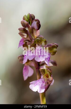 Orchis spitzelii subsp. Cazorlensis, Orchis Cazorlensis, seltene Wildorchidee, Andalusien, Südspanien. Stockfoto