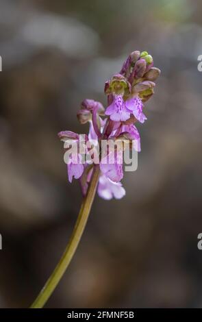 Orchis spitzelii subsp. Cazorlensis, Orchis Cazorlensis, seltene Wildorchidee, Andalusien, Südspanien. Stockfoto