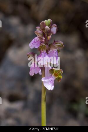 Orchis spitzelii subsp. Cazorlensis, Orchis Cazorlensis, seltene Wildorchidee, Andalusien, Südspanien. Stockfoto