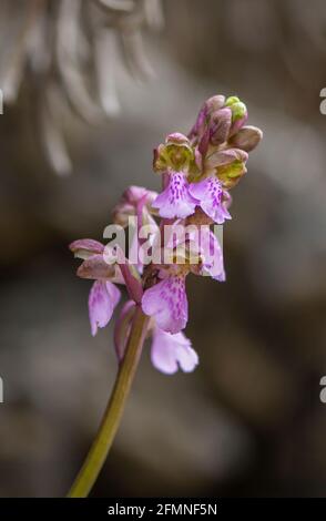 Orchis spitzelii subsp. Cazorlensis, Orchis Cazorlensis, seltene Wildorchidee, Andalusien, Südspanien. Stockfoto