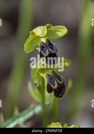 Ophrys fusca, düstere Biene - Orchidee oder der dunklen Biene - Orchidee, Andalusien, Spanien Stockfoto