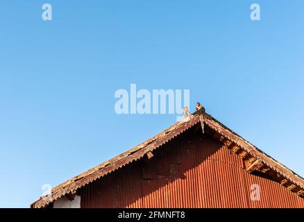 Dreieckiges Giegeldach eines alten Gebäudes mit zwei Affen, die darauf sitzen, und einem blauen Himmel im Hintergrund. Stockfoto