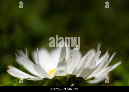 Daisy aus einer sehr niedrigen Sicht gesehen. Gesicht zur Seite der weißen Blütenblätter, die wie Sonnenstrahlen nach oben zeigen. Unscharfer dunkelgrüner Hintergrund. Swallo Stockfoto