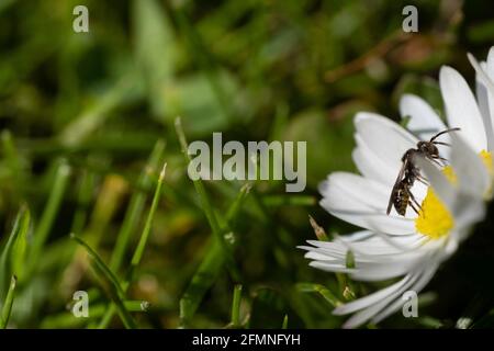 Insektenspaziergänge auf den gelben Eizellen in der Mitte einer Gänseblümchen-Blume im gerade geschnittenen Gras. Konzentrieren Sie sich auf das Insekt Stockfoto