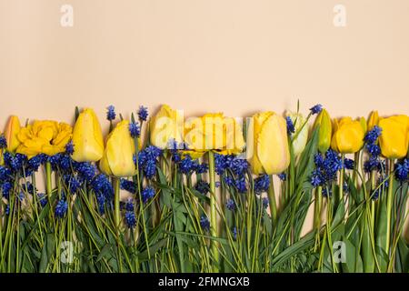 Beiges Banner in Pastelltönen mit gelben Tulpen mit einem Platz für Text für Grußkarten vom 8. März, Tag des Lehrers, Frühlingsangebot Verkauf Stockfoto