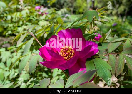 Im Frühjahr blühen im Park rosa Pfingstrosen. Rosa Pfingstrosen Nahaufnahme auf einem Waldhintergrund. Stockfoto