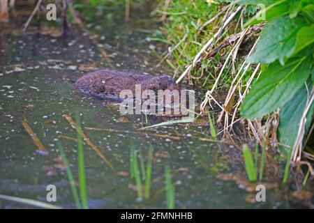 Nördliche Wasserwühlmaus (Arvicola terrestris) beim Schwimmen Stockfoto