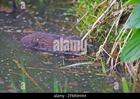 Nördliche Wasserwühlmaus (Arvicola terrestris) beim Schwimmen Stockfoto