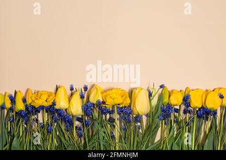 Beiges Banner in Pastelltönen mit gelben Tulpen mit einem Platz für Text für Grußkarten vom 8. März, Tag des Lehrers, Frühlingsangebot Verkauf Stockfoto