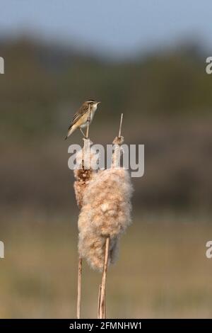 Sedge Warbler (Acrocephalus schoenobaenus) Singen von der Spitze des Bullrush Reedmace Typha latifolia Stockfoto