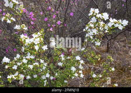 Schöne zarte weiße Blüten einer seltenen sibirischen Art Wilder Rosmarin (Rhododendron Ledebour) Nahaufnahme eines verschwommenen Hintergrunds von Ästen mit Stockfoto