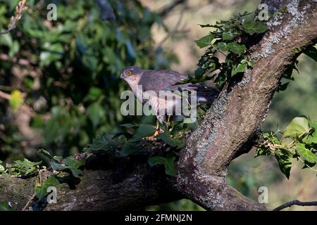 Sparrowhawk (Accipiter nisus) thront auf einem großen Ast Stockfoto