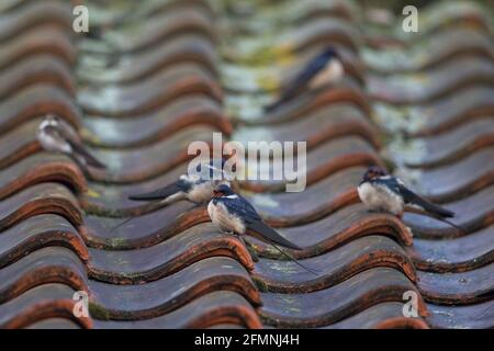 Stallschwalbe (Hirundo rustica), die auf einem Pantiledach ruht Stockfoto