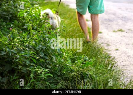 Unschärfe jungen Mann mit seinem Hund zu Fuß im Freien während des Sommers Tag. Hund sitzt durch hohes dickes Gras oder Unkraut im Hintergrund. Sibirischer laik Stockfoto