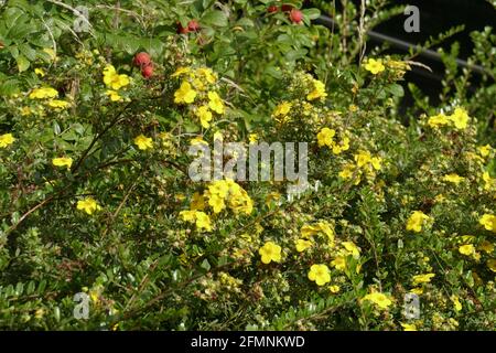 Mahonie (Berberis aquifolium), Deutschland, Europa Stockfoto