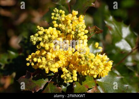 Mahonie (Berberis aquifolium), Deutschland, Europa Stockfoto