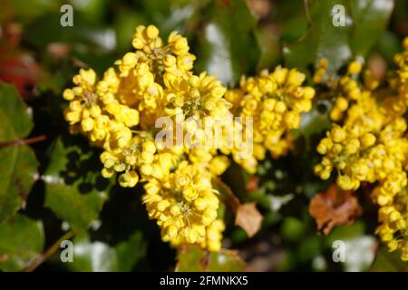 Mahonie (Berberis aquifolium), Deutschland, Europa Stockfoto