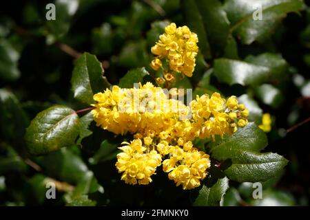 Mahonie (Berberis aquifolium), Deutschland, Europa Stockfoto