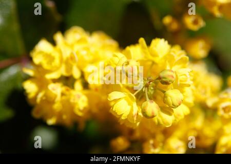 Mahonie (Berberis aquifolium), Deutschland, Europa Stockfoto