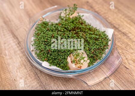 Eine frisch gewachsene Wasserkresse wächst in einer Glasschüssel auf einer Watte mit Eierschalen. Stockfoto