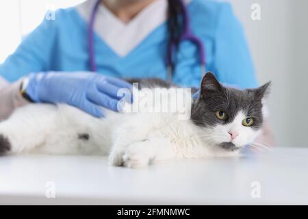 Tierarzt in Schutzhandschuhen streichelte Hauskatze in der Klinik Stockfoto