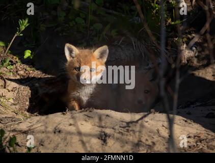 Red Fox (Vulpes vulpes), der aus seiner Höhle tief im Wald im Frühjahr in Kanada Stockfoto
