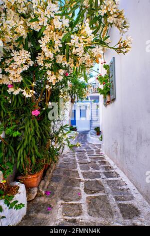 Gasse in der traditionellen, weiß getünchten griechischen Inselstadt. Gepflasterter Stein, enge Straße, weiße Bougainvillea. Mediterraner Lebensstil. Mykonos, Griechenland Stockfoto