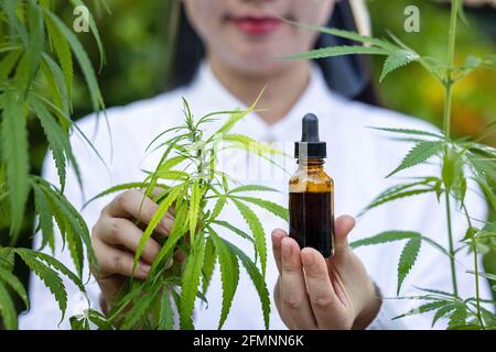 Medizinisches Cannabis mit extrahieren Öl in der Flasche Stockfoto