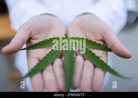 Junge Frau, die Marihuana-Pflanzen in einer Farm anpflanzt, Cannabismedizin, gesundes Lebensstil und ökologisches Konzept, Fokus auf Blätter, die von Händen gehalten werden Stockfoto