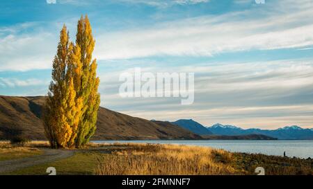 Goldene Herbstbäume am Ufer des Lake Tekapo mit schneebedeckten südlichen Alpen im Hintergrund, South Island Stockfoto