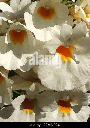 Nemesia (Nemesia strumosa) eines der zweiundvierzig ikonischen Bilder von englischen Gartenblumen, Wildblumen und ländlichen Landschaften. Stockfoto